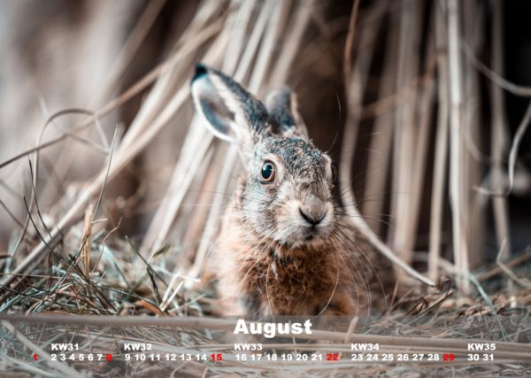 Kalender Johns kleine Farm 2021 - Image 2