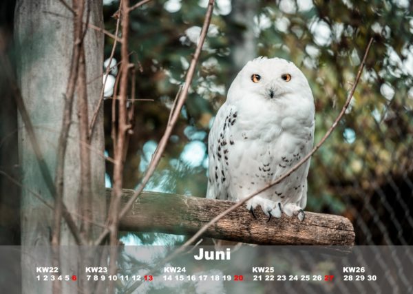 Kalender Johns kleine Farm 2021 - Image 3