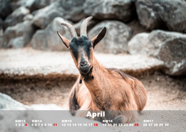 Kalender Johns kleine Farm 2021 - Image 4