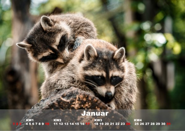 Kalender Johns kleine Farm 2021 - Image 5